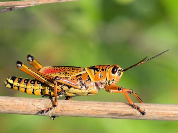 Do Eat Ants? (Read This First!)