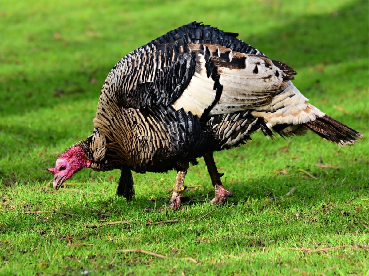 Why Do Male & Female Turkeys Puff Up? (Quick Answers)