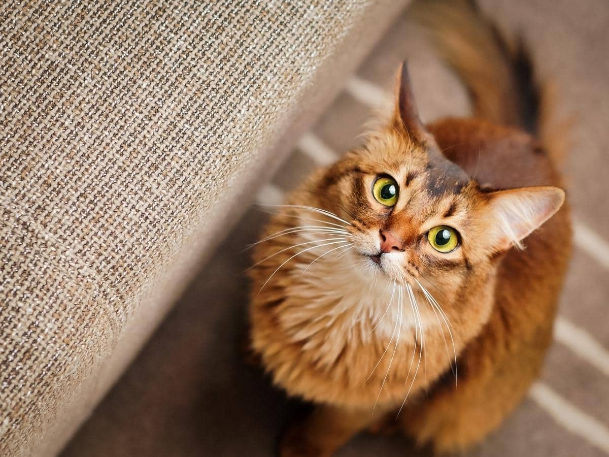 Are Bonito Flakes Good for Cats? (Read This First!)