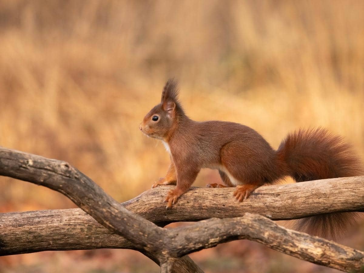 Can Squirrels Eat Pecans? (All You Need to Know)