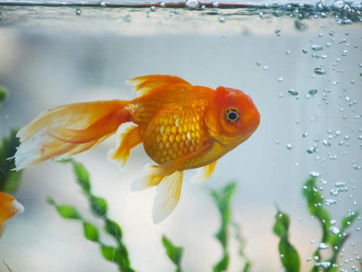 Do Rabbits Eat Birdseed? (All You Need to Know)