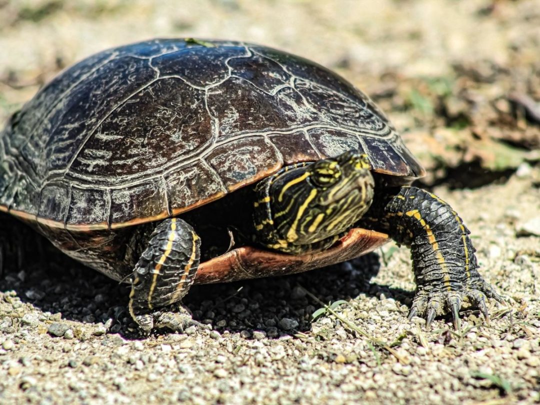 Can Fish Eat Cheese? (Goldfish, Betta, Koi, Guppy, Etc.)