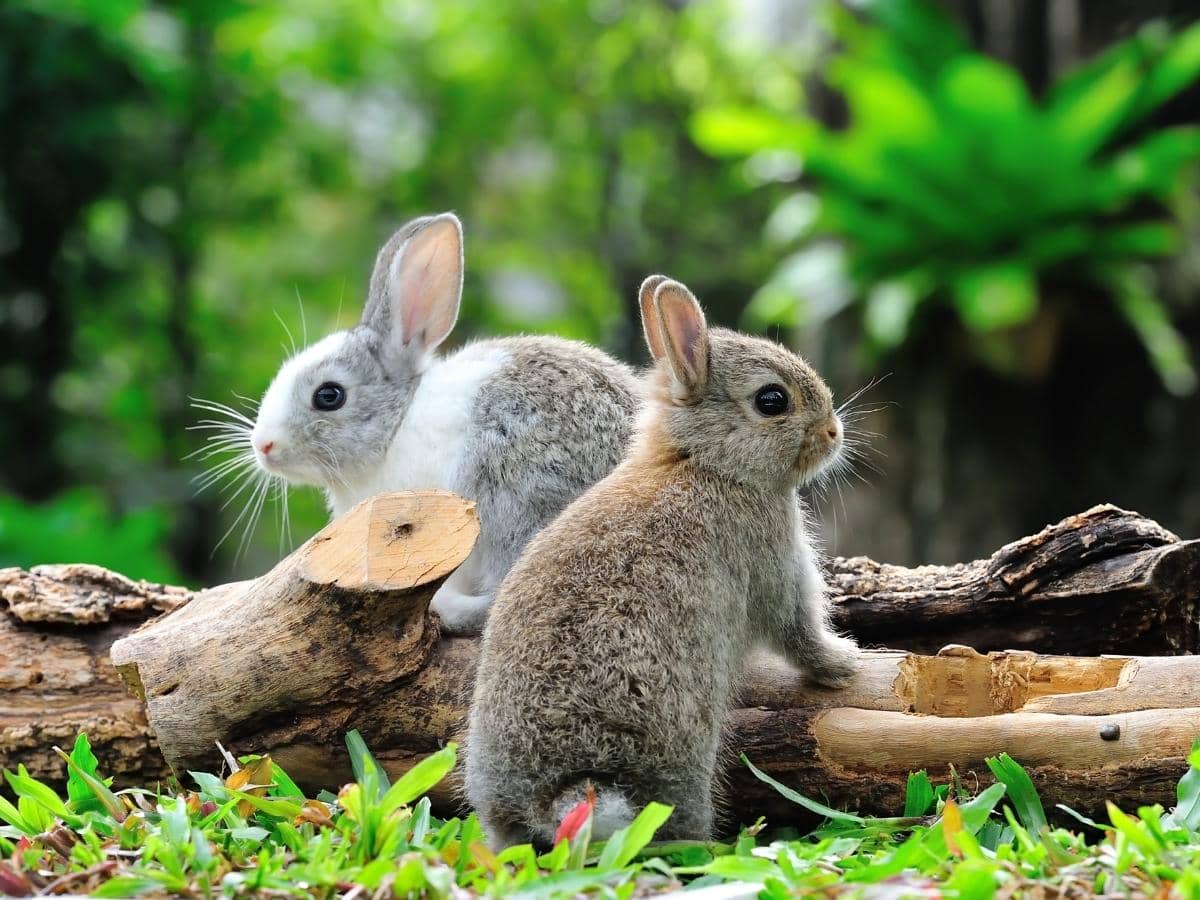 Is Rabbit Repellent Safe for Dogs? (Read This First!)