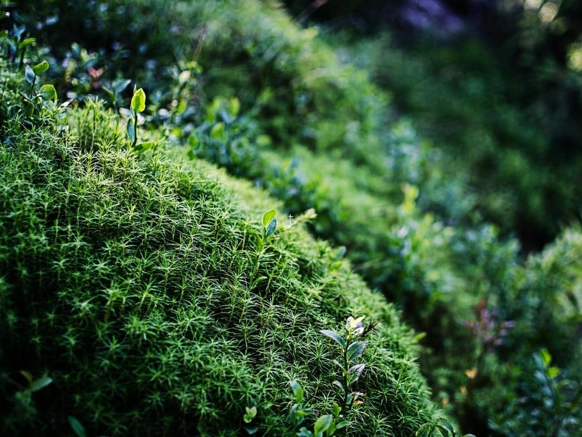 Can Moss Grow Underwater? (Read This First!)