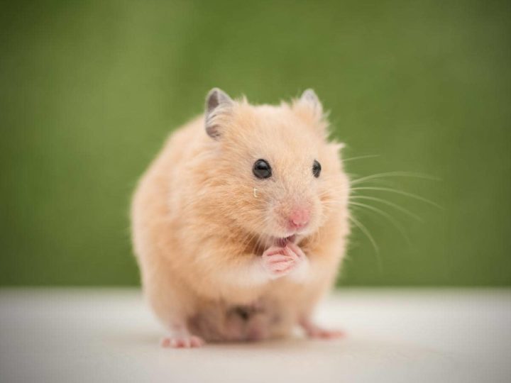 View of Can Hamsters Drink Tap Water? (Quick Answers)