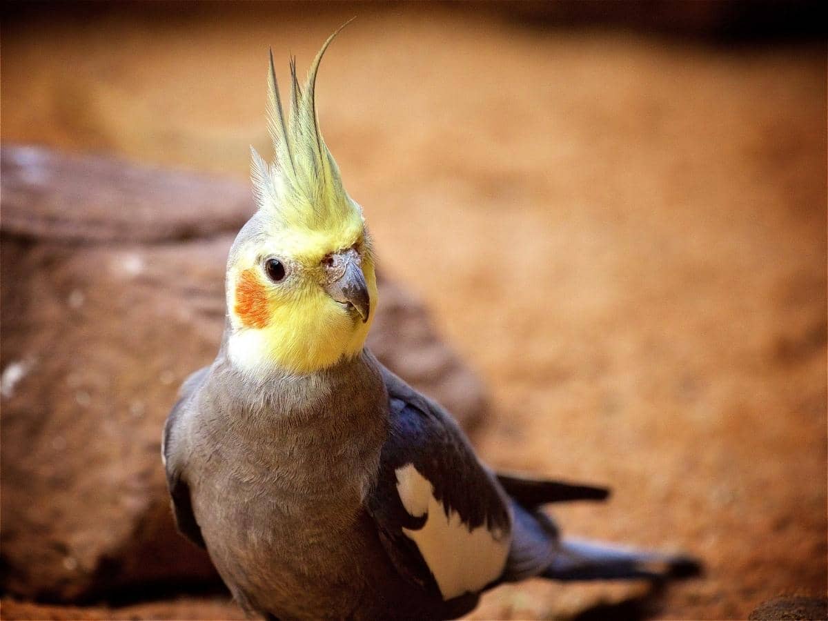 Do Female Cockatiels Sing? (Read This First!)