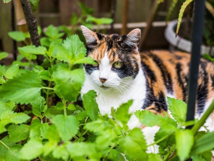 Does Catnip Affect Other Animals Dogs Rabbits Etc does-catnip-affect-other-animals-dogs-rabbits-etc