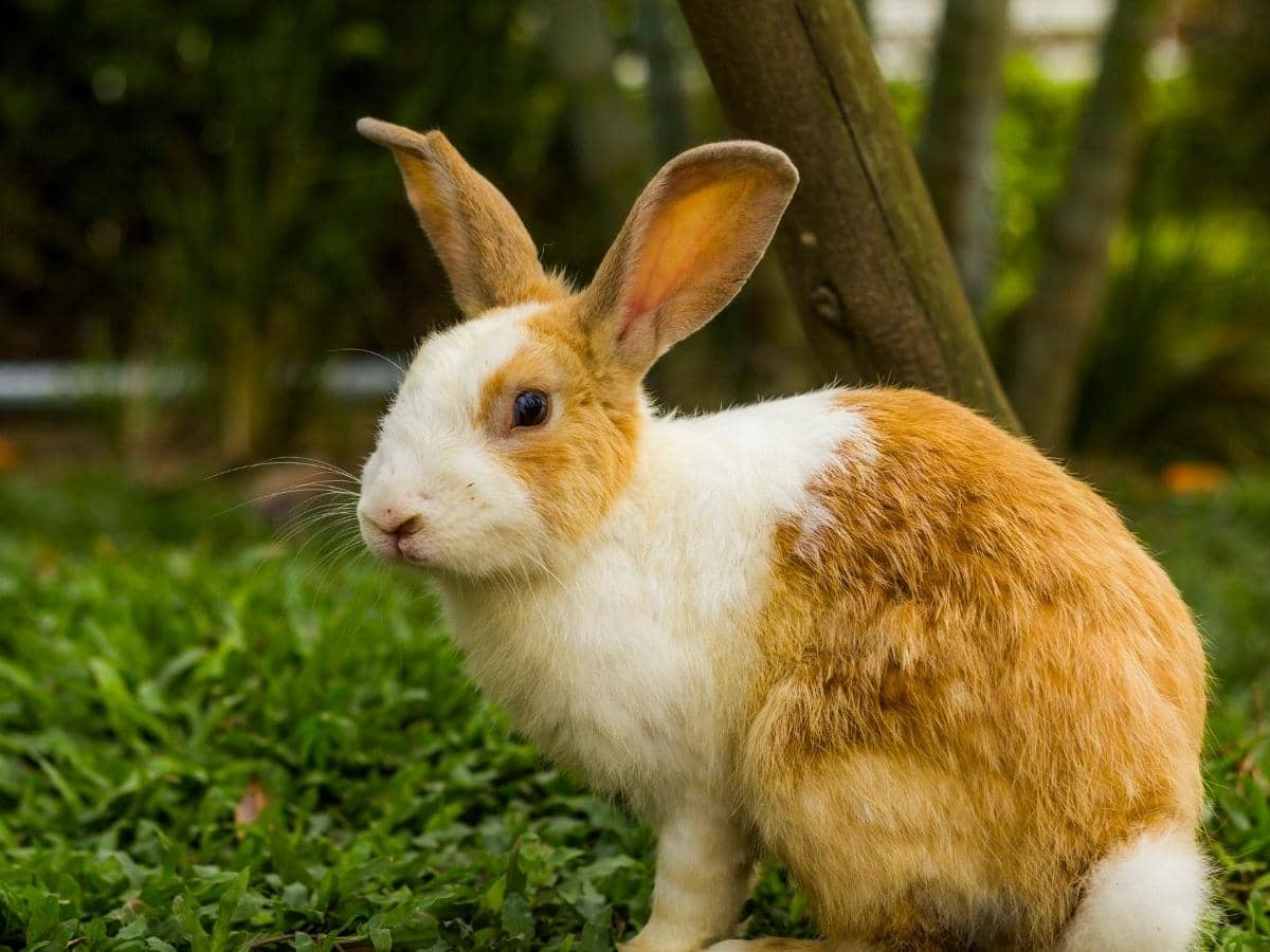 Is a Rabbit a Primary or Secondary Consumer? (Explained)