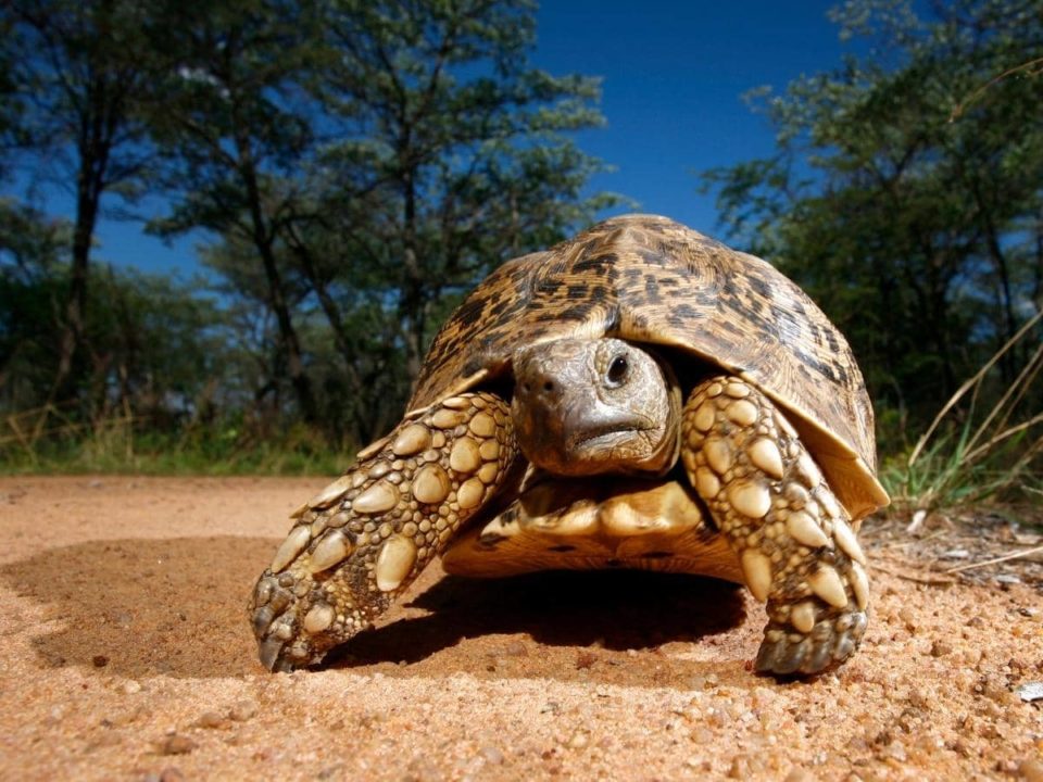 How Long Can a Tortoise Go Without Food and Water?