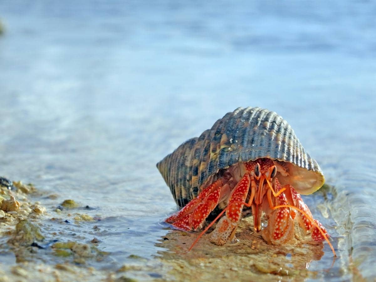 How Long Can a Hermit Crab Live Without Food and Water?