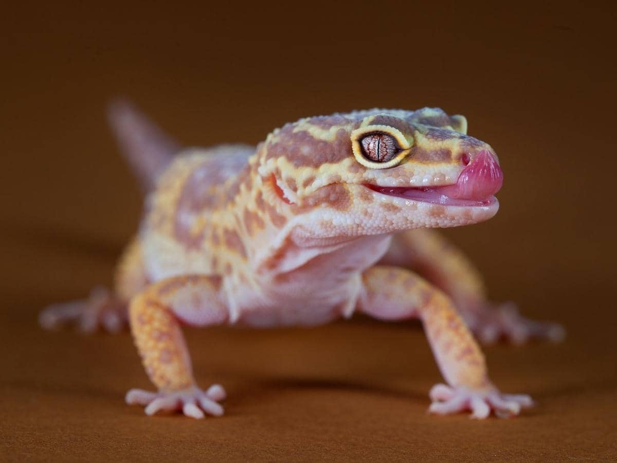 Do Geckos Hibernate in the Winter? (Quick Answers)