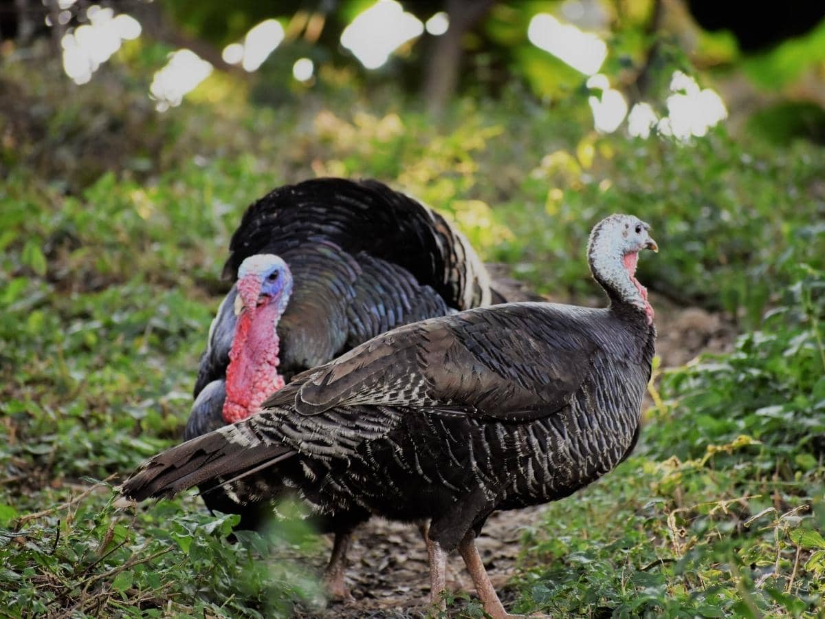 when-do-turkeys-roost-explained