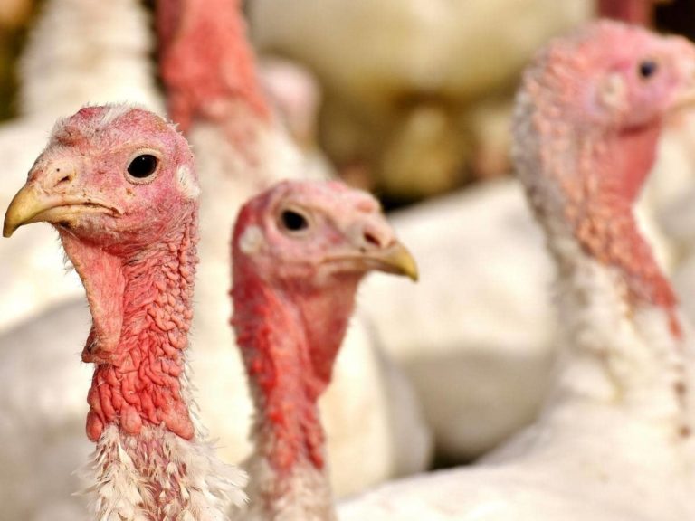 Do Turkeys Eat Meat? (Read This First!)