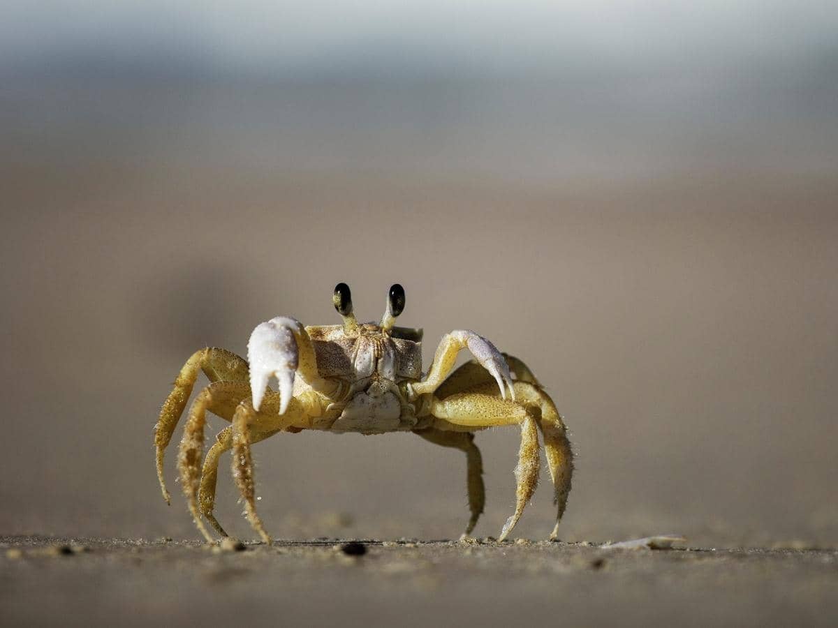 Can Saltwater Crabs Live in Freshwater? (Read This First!)