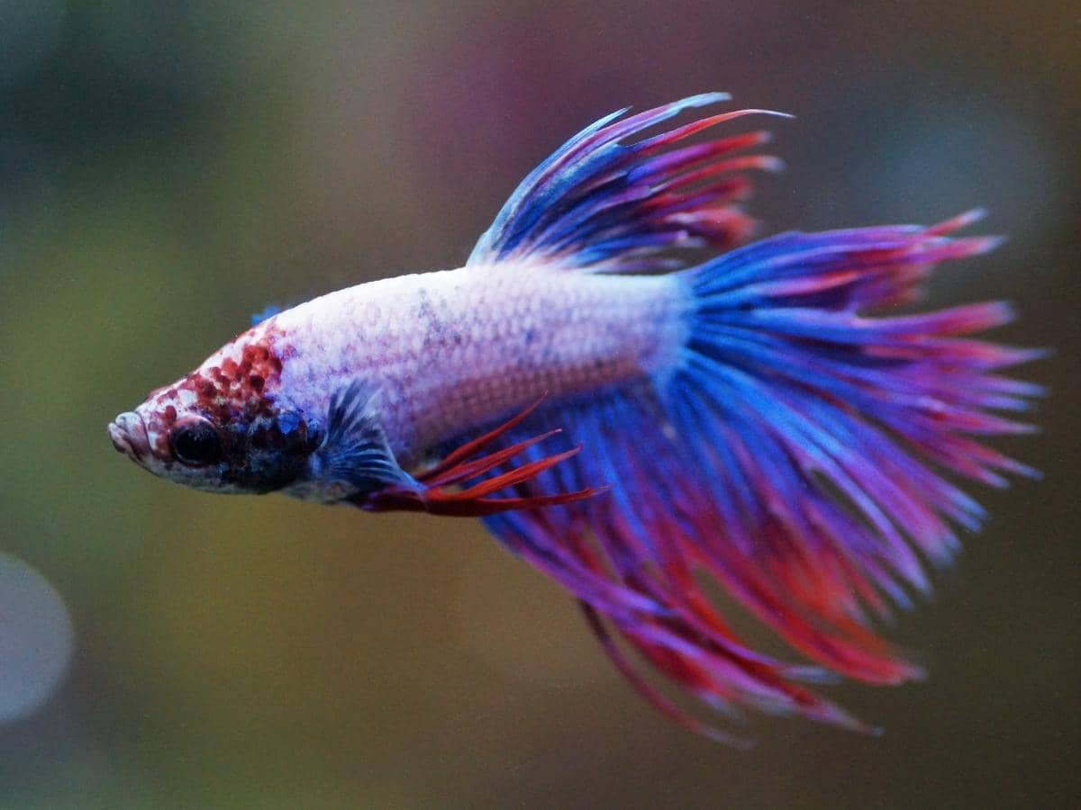 How Many Betta Fish Can Live in a 10 Gallon Tank?