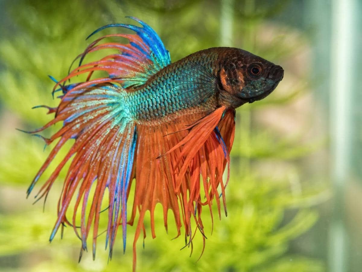 How Many Betta Fish Can Live in a 5 Gallon Tank? (Answered)