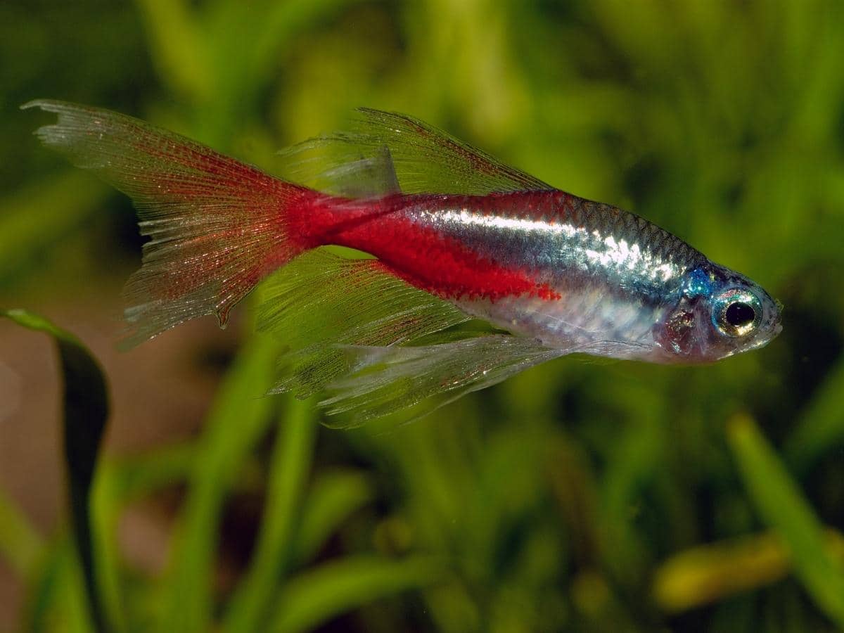 How Many Neon Tetras in a 5, 10 or 20 Gallon Tank?