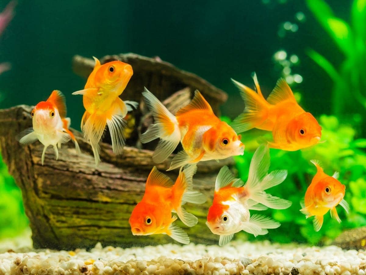 How Many Goldfish in a 20 Gallon Tank? (Read This First!)