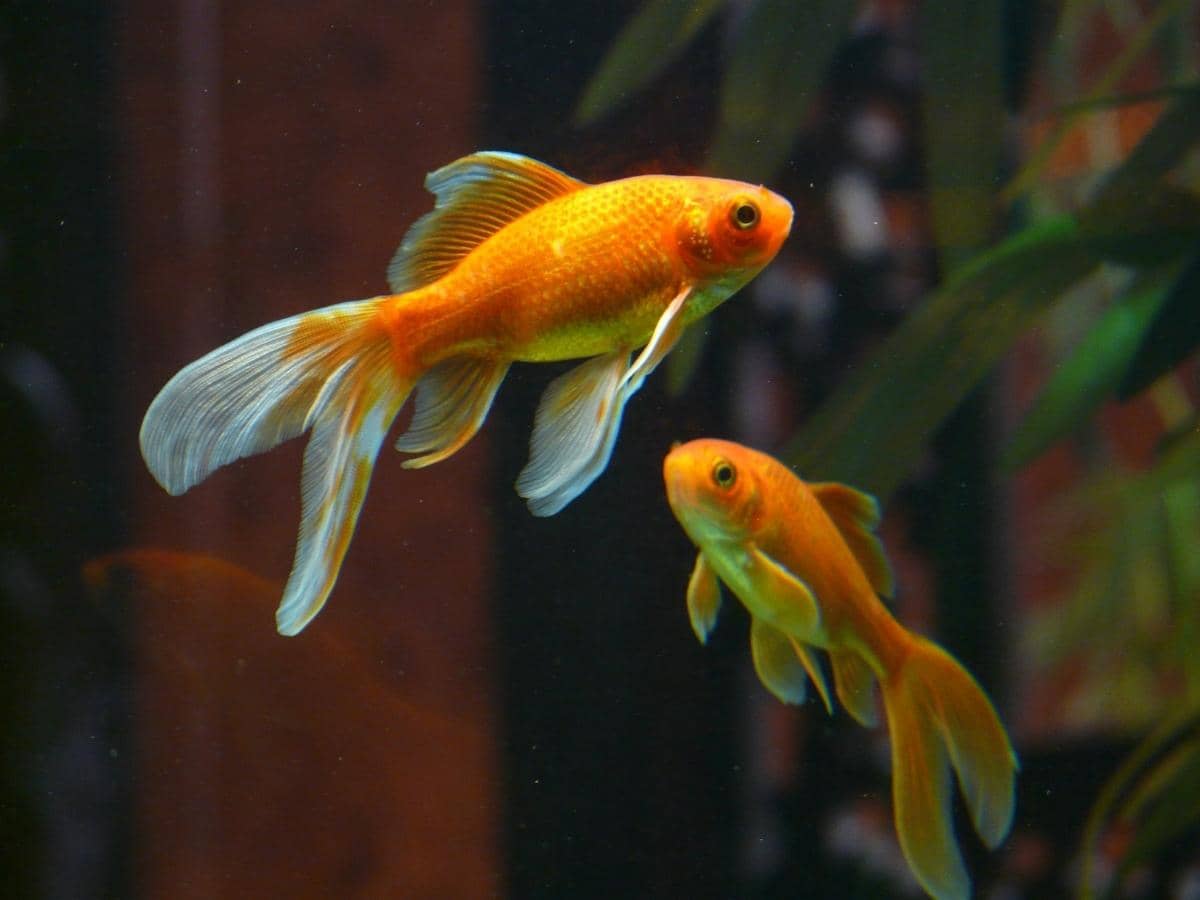 How Many Goldfish Can I Put in a 3 Gallon Tank? (Answered)
