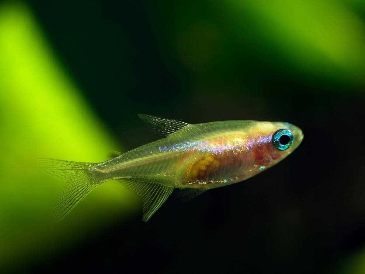 How Many Neon Tetras Can Live in a 3 Gallon Tank? (Answered)