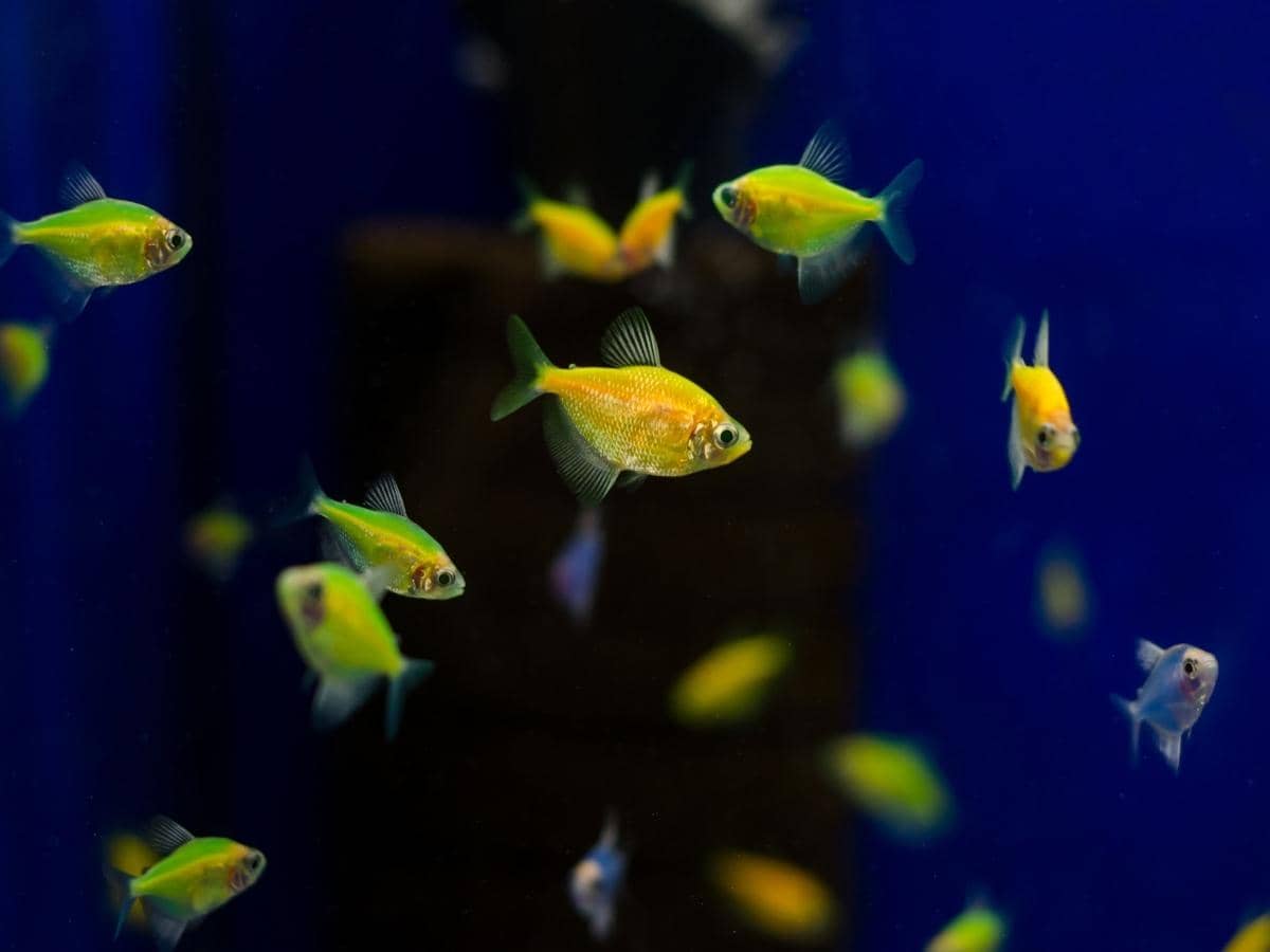 How Many GloFish in a 3 Gallon Tank? (Answered)