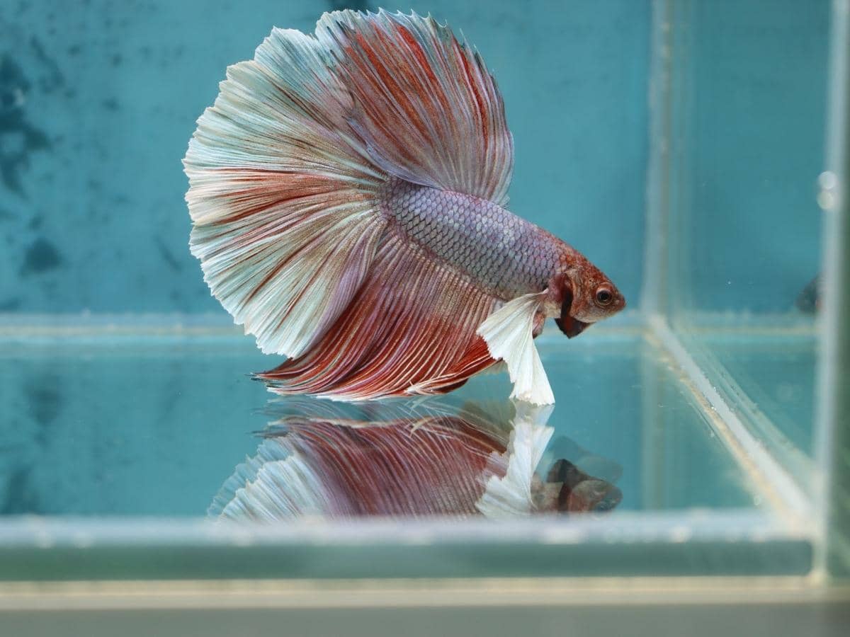 How Many Betta Fish in a 3 Gallon Tank? (Read This First!)