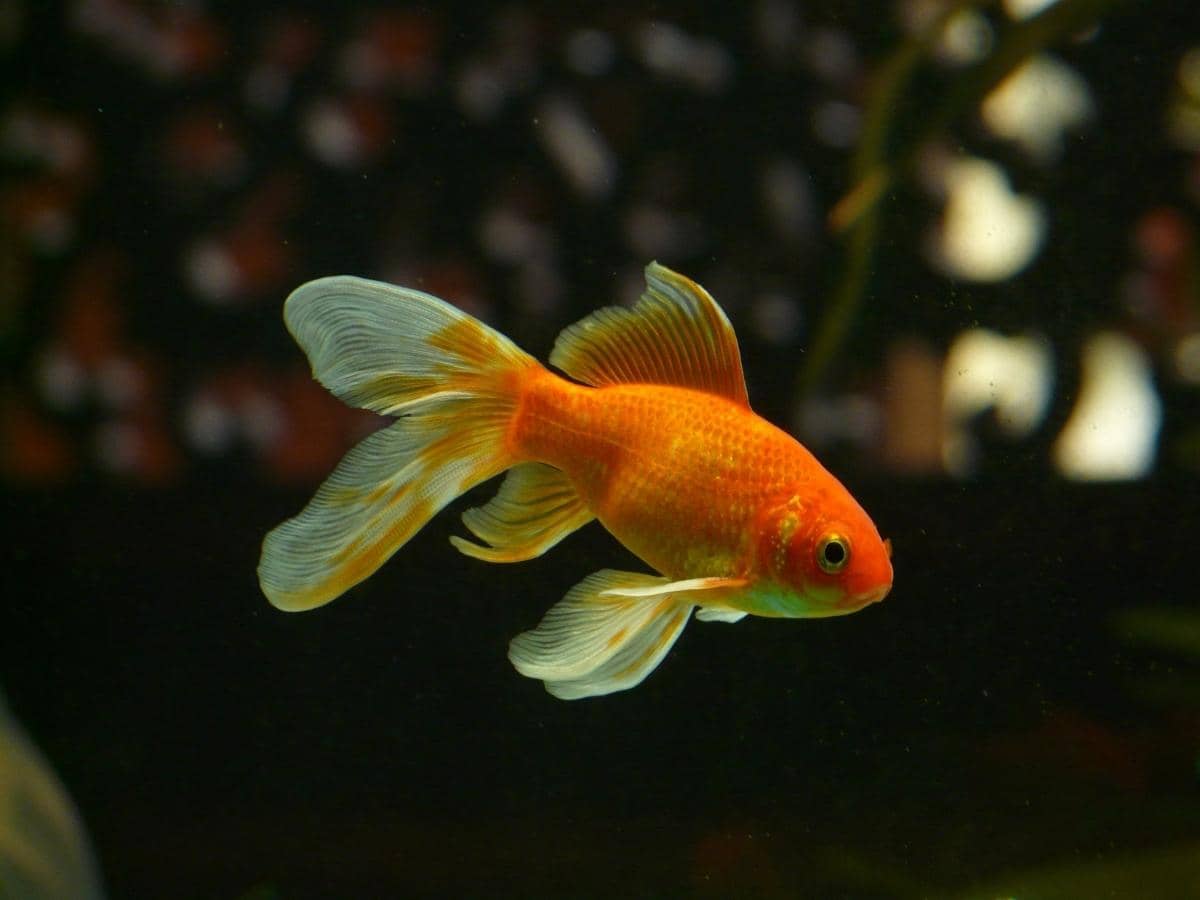 How Many Goldfish in a 30 Gallon Tank? (Answered)
