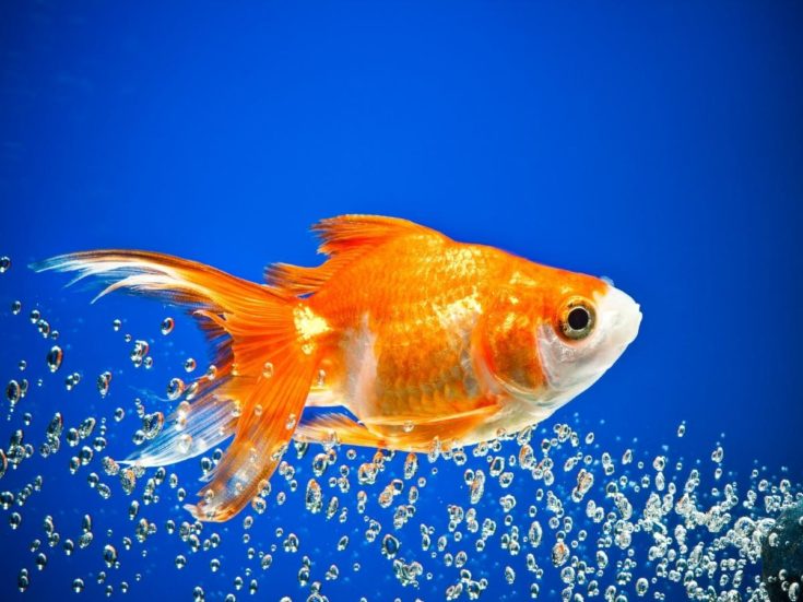 How Many Goldfish in a 5 Gallon Tank? (Read This First!)
