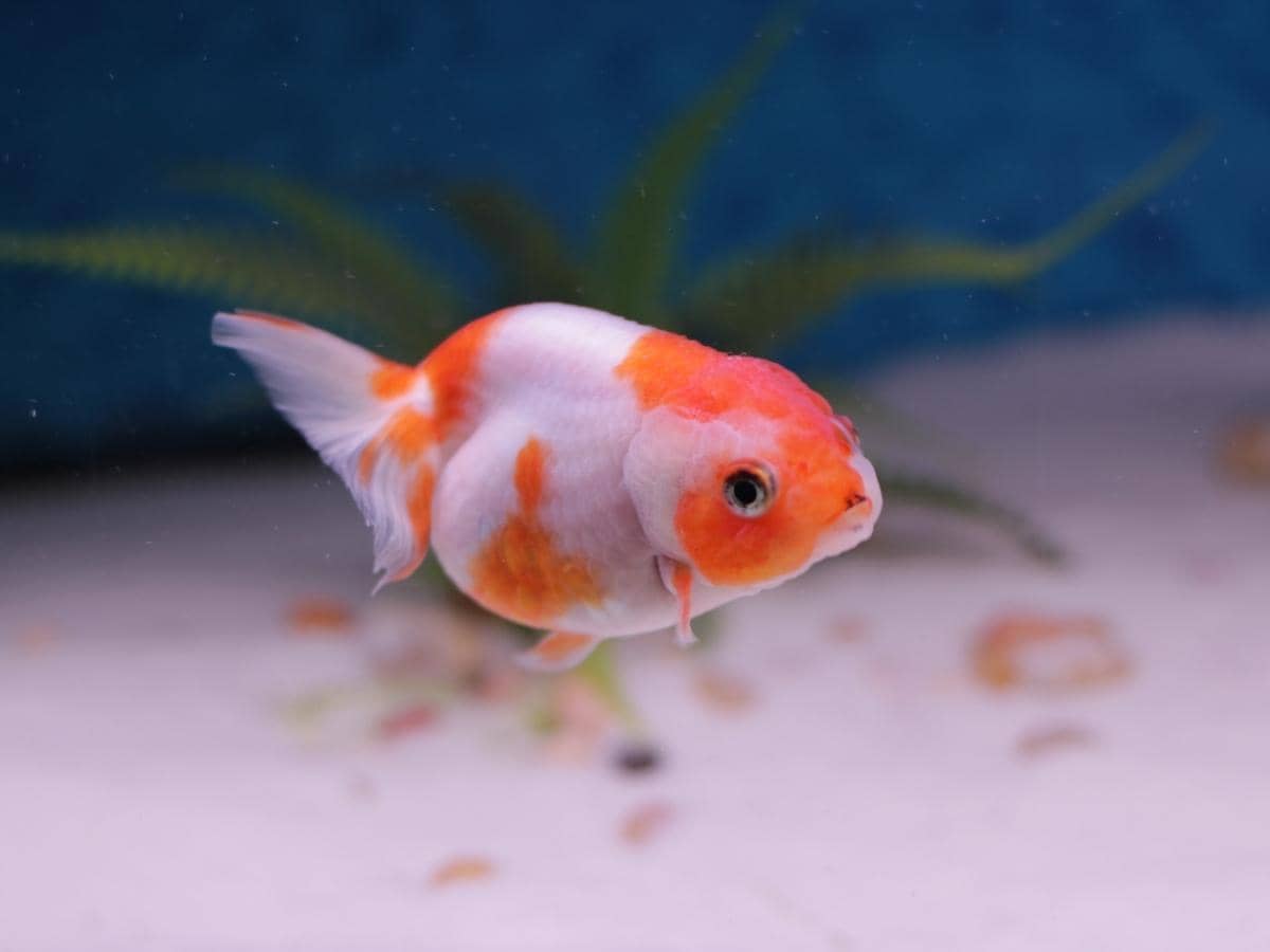 How Many Goldfish in a 50 & 55 Gallon Tank? (Explained)