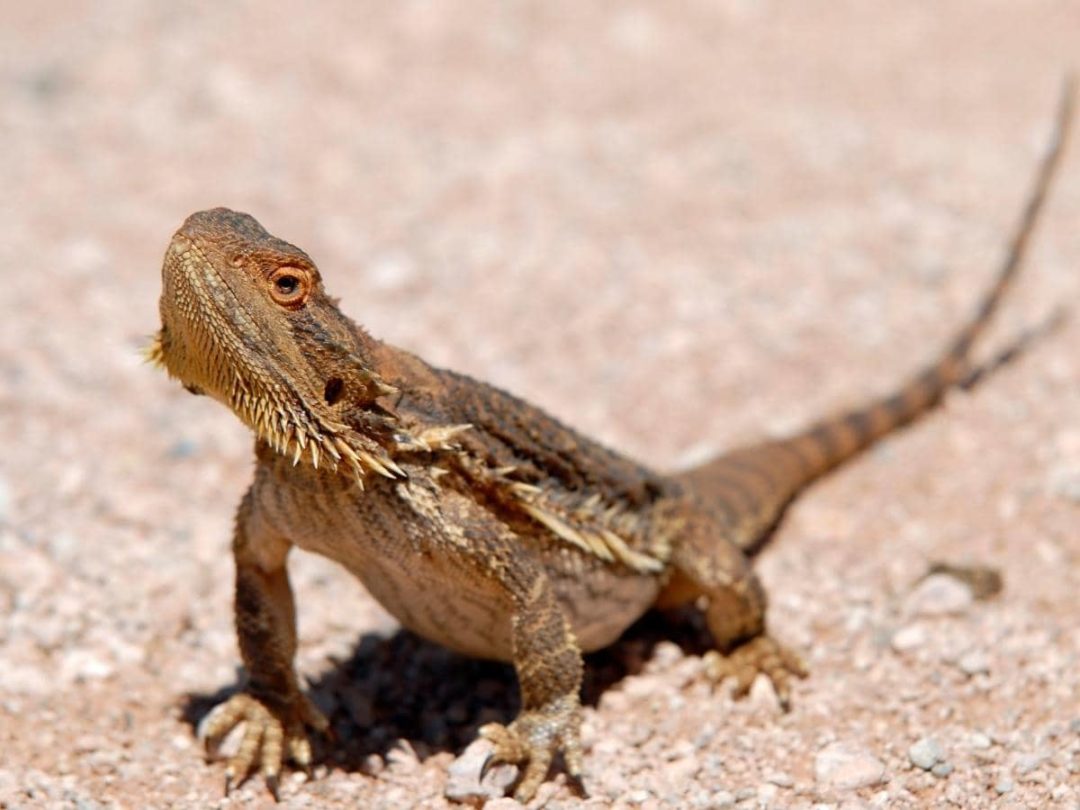 Can Bearded Dragons Eat Cockroaches? (Explained)