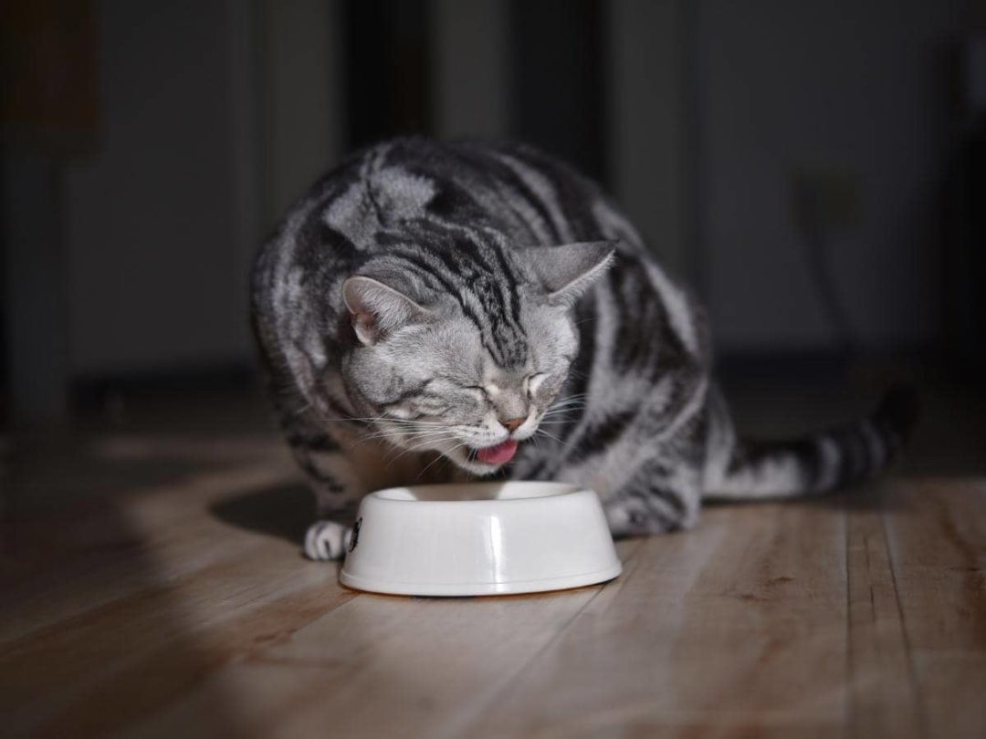 Can Cats Eat Black Pepper? (Read This First!)