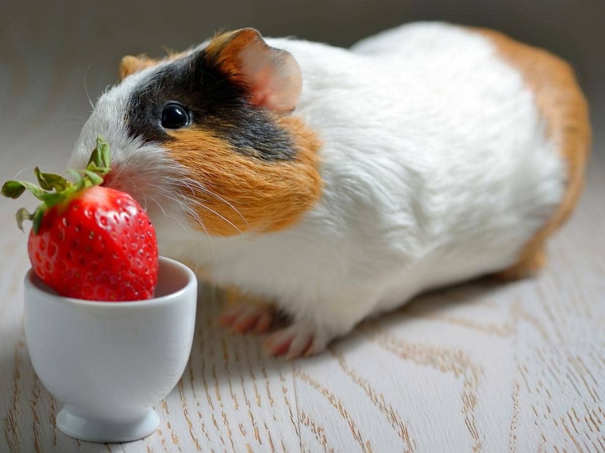 Can Guinea Pigs Eat Butter Lettuce? (Quick Answers)