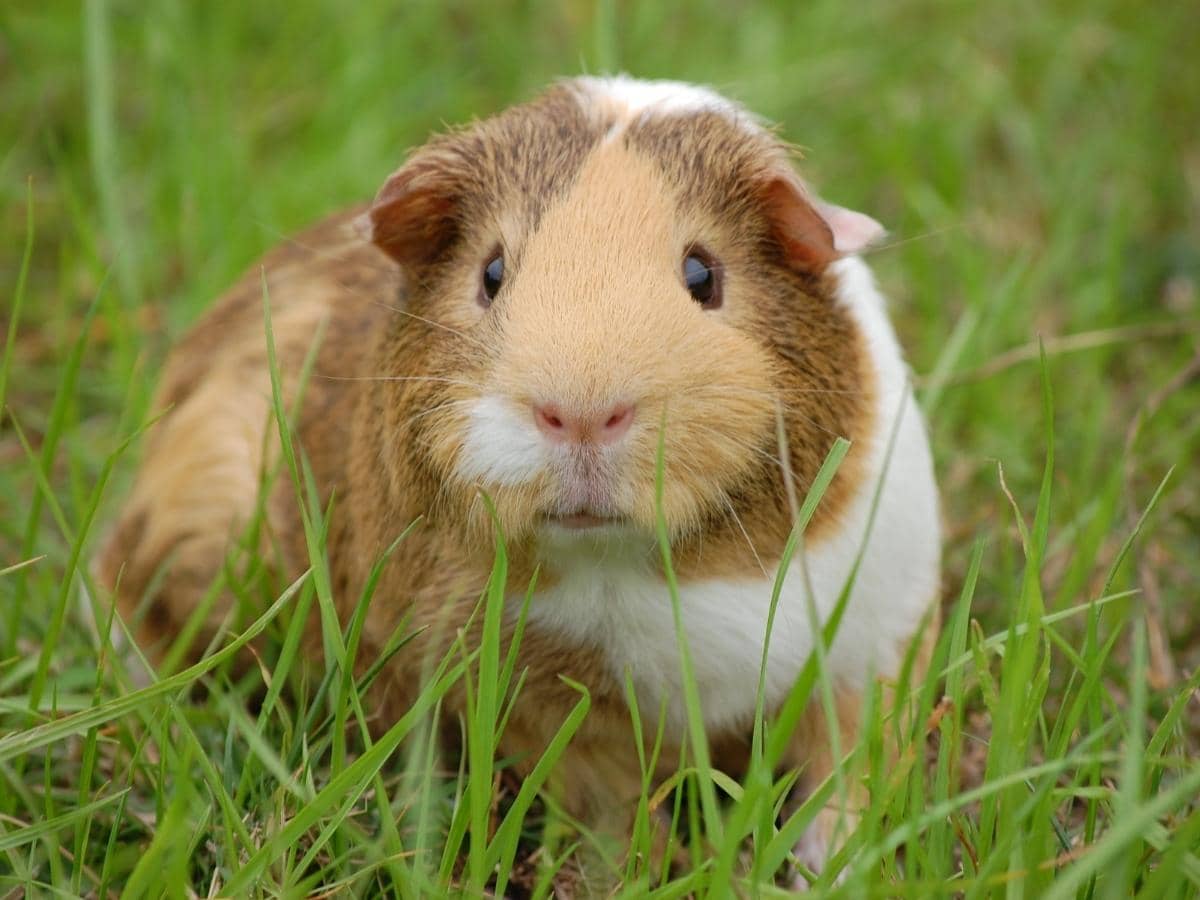 Can Guinea Pigs Eat Grass from Outside? (Answered)