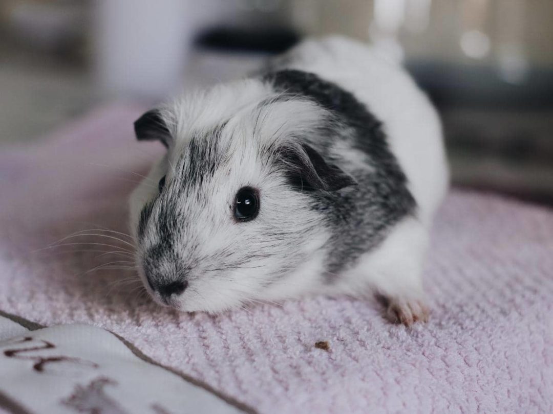 Can Guinea Pigs Eat Green Onions? (Quick Answers)