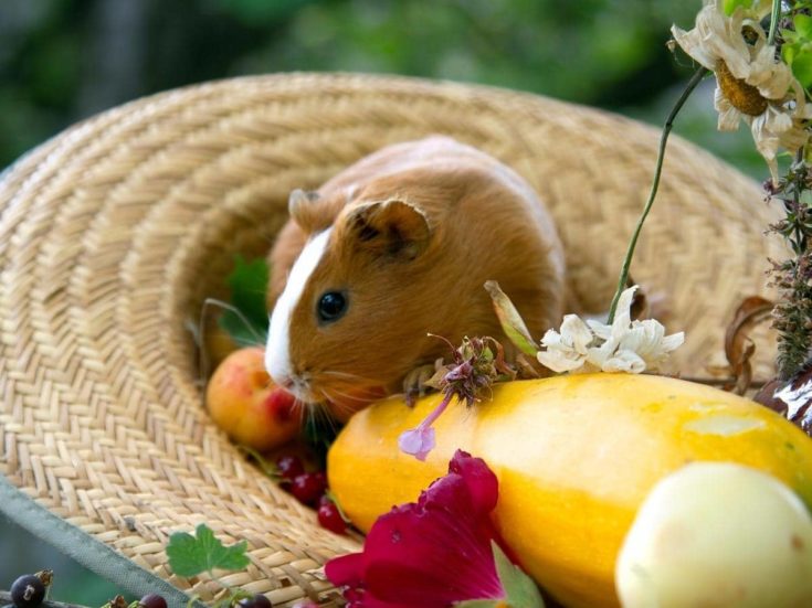 Can Guinea Pigs Eat Wheatgrass? (All You Need to Know)