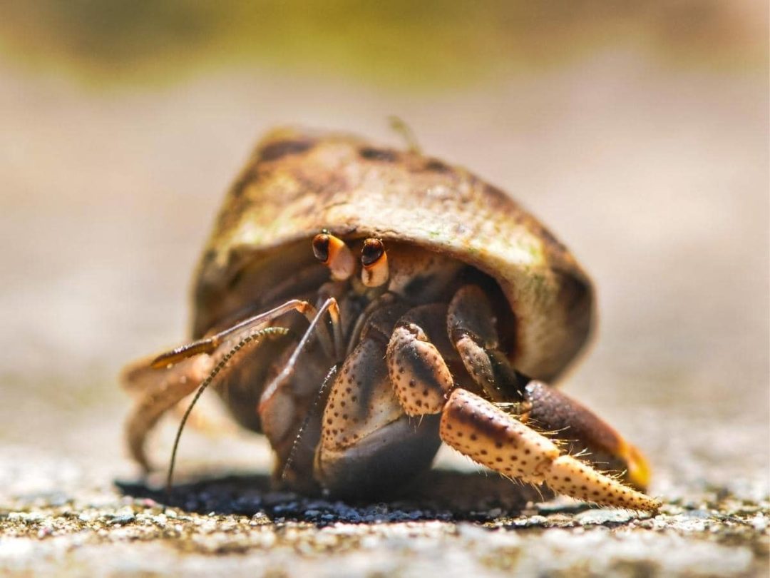 Can Hermit Crabs Eat Bananas? (Quick Answers)