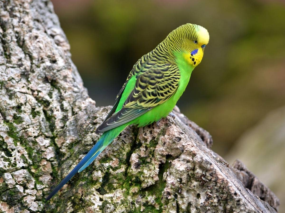 Can Parakeets Eat Pineapple Answered can-parakeets-eat-pineapple-answered