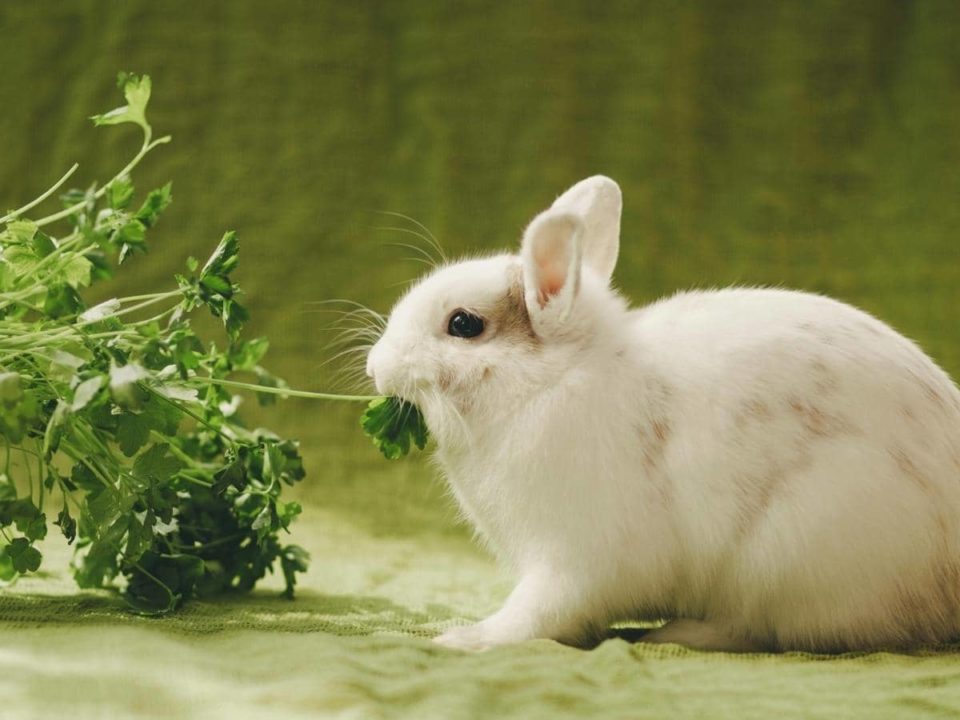 Can Rabbits Eat Pickles? (All You Need to Know)