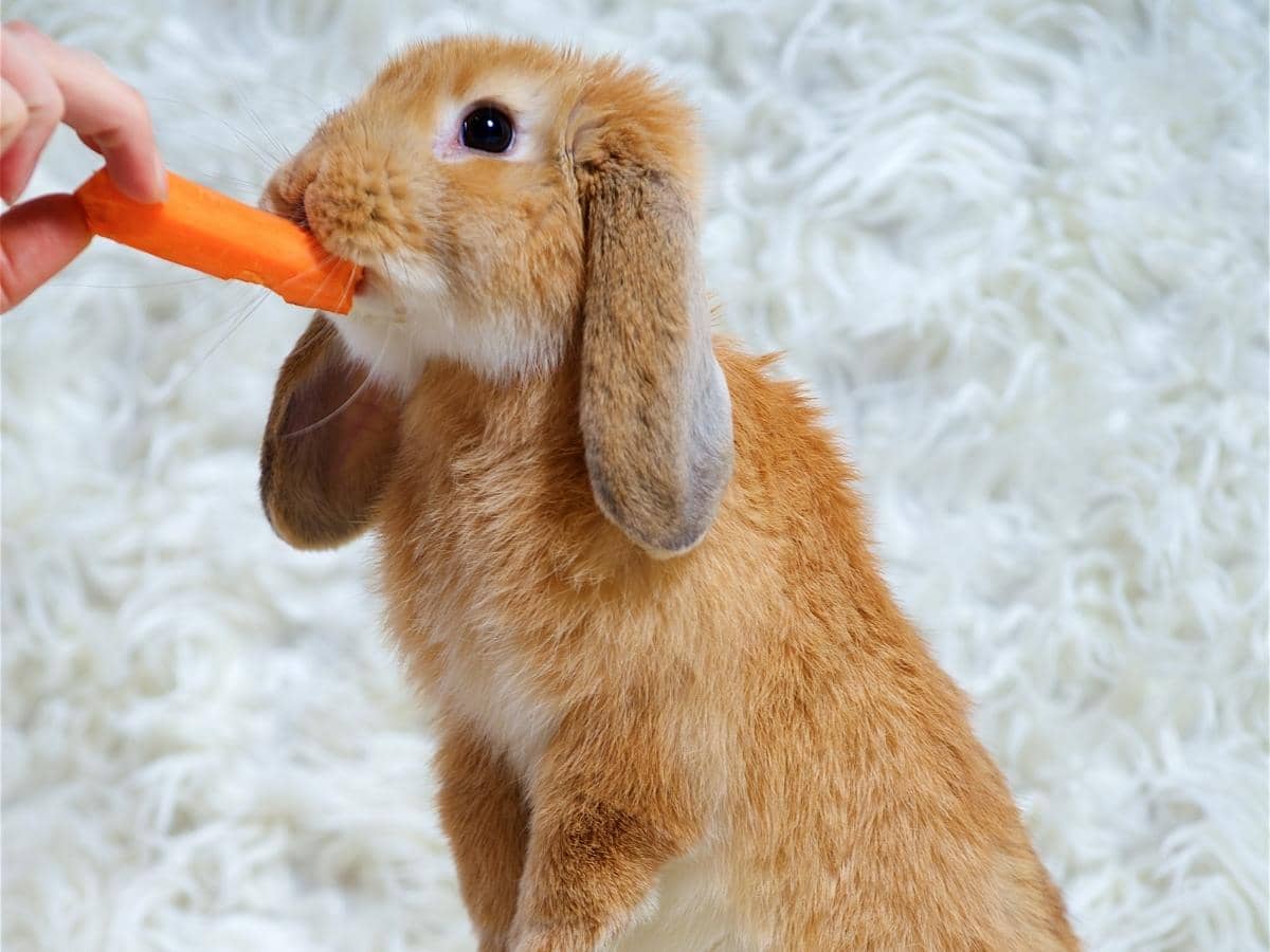 Can Rabbits Eat Sunflower Seeds? (Read This First!)