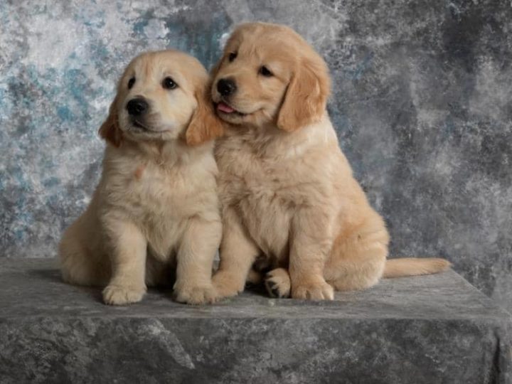 3 Month Old Golden Retriever Weight, Size, Food & More