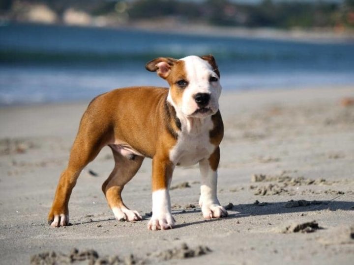 2-month-old-pitbull-weight-size-food-training-more