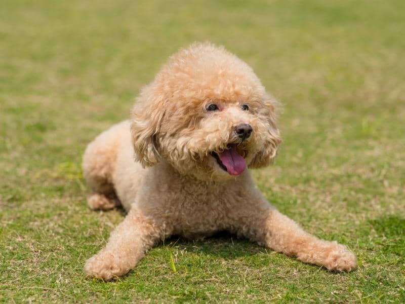 5 Month Old Poodle: Weight, Size, Food, Training & More