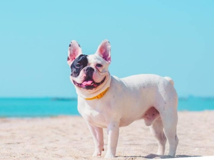 4 Month Old French Bulldog Weight, Size, Food & More