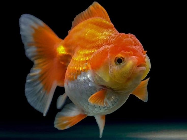 How Many Goldfish in a 10 Gallon Tank? (Answered)