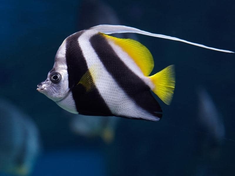 How Many Angelfish in a 29, 30, 40, 50 Gallon Tank?