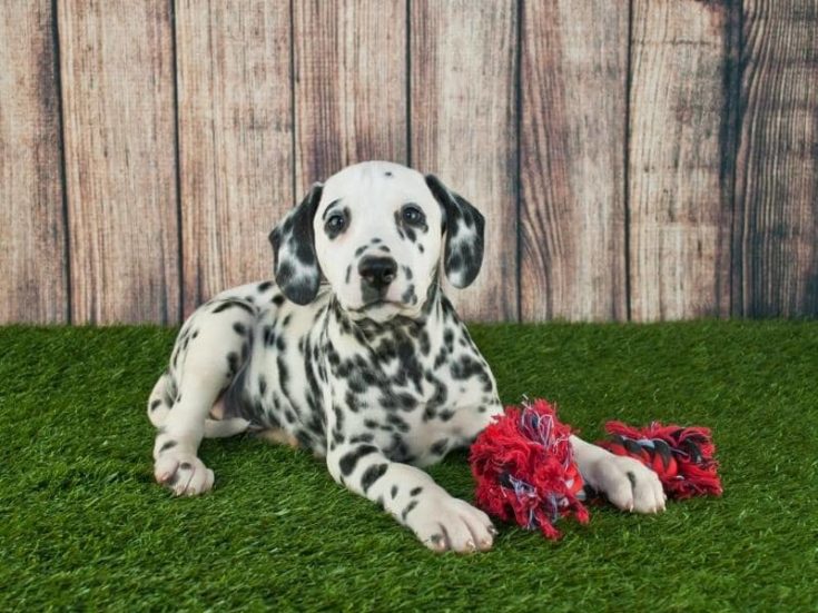 How Much to Feed 3 Month Old Puppy? (Quick Answers)