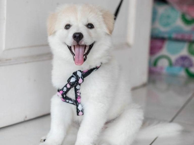 6 Month Old Puppy Barking How to Stop? Guide)