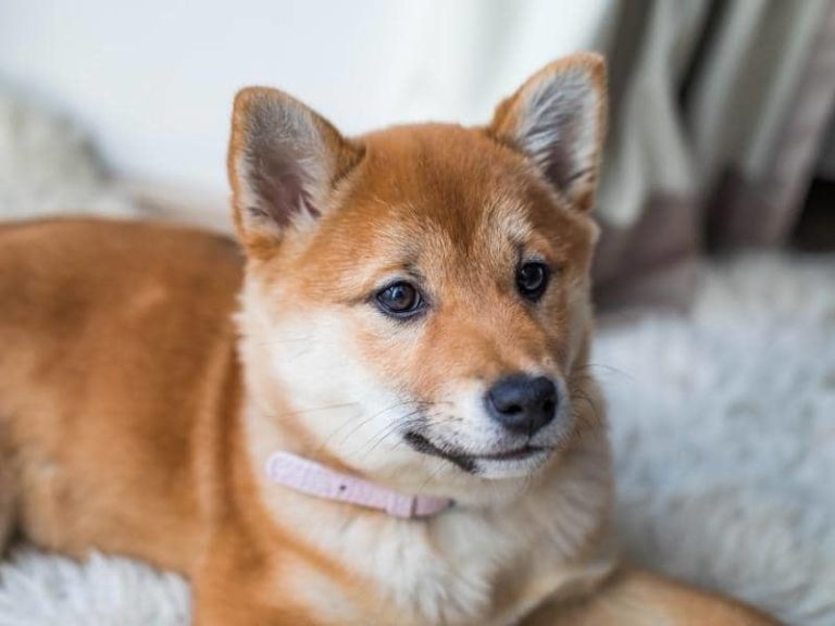 9 Month Old Puppy Training Potty, Crate, Leash, Obedience