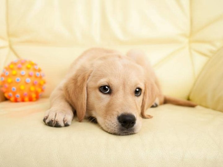 How Much Does a 2 Month Old Puppy Sleep? (Answered)