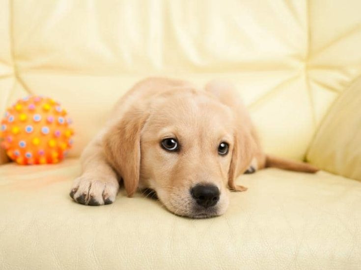 how-much-does-a-2-month-old-puppy-sleep-answered